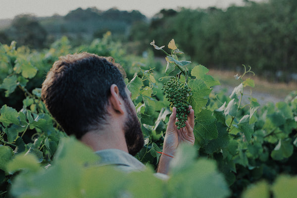 Feels Botanical Eau De Vie Grape Spirit Where We Are Made