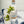 Load image into Gallery viewer, Feels Botanical Vivify, Eau De Vie Grape Spirit 43% abv