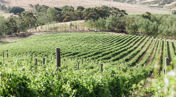 Grape sourcing at a Vineyard 