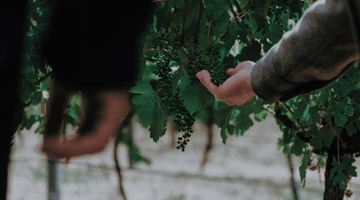 Sourcing Feels Botanical Grapes in a vineyard